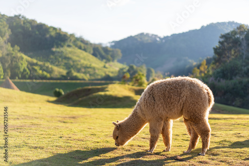 one alpaca grazing on lawn or field meadow and valley alone in agriculture alpacas farm livestock on nature park mountain and brown mammals animal life in cold city farmland at Mae Hong Son Thailand