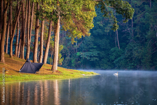 Pang Oung or Pang Tong Reservoir with camping tent and camper travel in lake with two or pair of white swans and nature morning mist or fog floating above on water surface in winter season at Thailand
