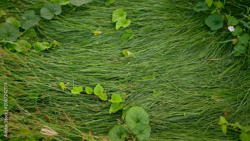 The floor in nature park . It space nature background and texture  Using put text or document
