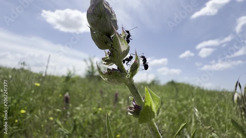 Black ants foraging on the flower buds of a meadow sage plant against a bright blue sky. A sunlit low-angle macro of insect behaviour and summer meadow ecology