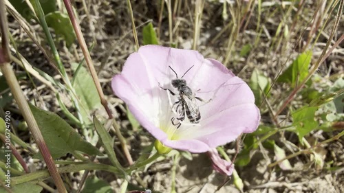 Small wild solitary bee foraging in a pink bindweed flower on a sunny summer day. Macro close-up of pollination and native bee behaviour in a wild meadow