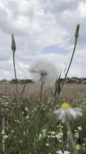 Large spherical salsify seed head among blooming chamomile and tall grasses in a wild summer meadow under a cloudy sky. A dreamy, serene wildflower scene from a low angle