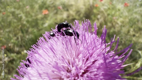 Glossy black beetles feeding and mating on a vivid purple thistle flower in a sunny summer meadow. Macro close-up of beetle behaviour and meadow biodiversity