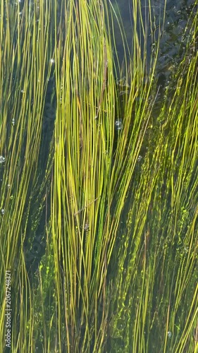 Slender yellow-green aquatic plants swaying underwater in clear sunlit freshwater, with oxygen bubbles and rippling surface light. A serene, abstract underwater nature scene