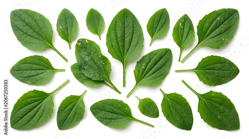 Fresh Broad American Plantain Leaves Isolated on White Background - Plantago Major