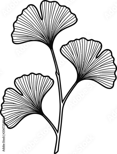 Elegant hand drawn ginkgo biloba leaf branch illustration.