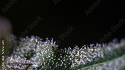 A close-up photograph of a cannabis flower showing the trichomes.,medical marijuana,cover page,copy space