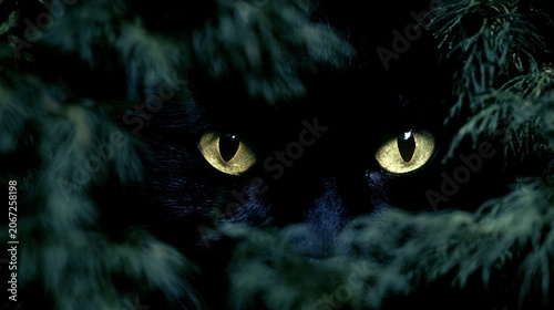 Mysterious Black Cat with Glowing Yellow Eyes in Darkness
