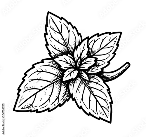 black and white sketch of mint leaves and flowers, coloring page