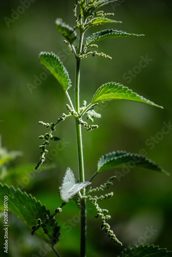 California Mountain Stinging Nettle plants that can give a formic acid bee like sting used by the Native American Yahaaviatam people for stomach medicine for a natural tea cure in blossom