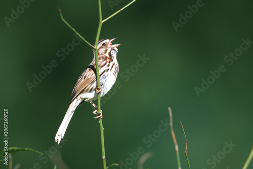 01575-013.19 Song Sparrow (Melospiza melodia) singing Marion Co.  IL