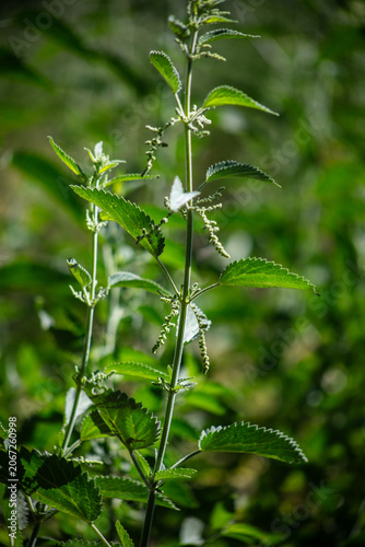 California Mountain Stinging Nettle plants that can give a formic acid bee like sting used by the Native American Yahaaviatam people for stomach medicine for a natural tea cure in blossom