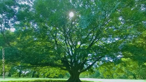 緑の木　太陽光