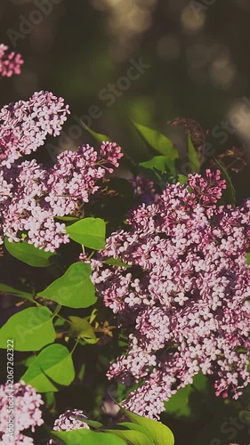 Close-up of a lilac branch. Spring background. Slow motion.