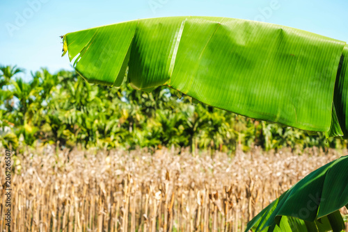 Lush banana leaf over a dried agricultural crop field