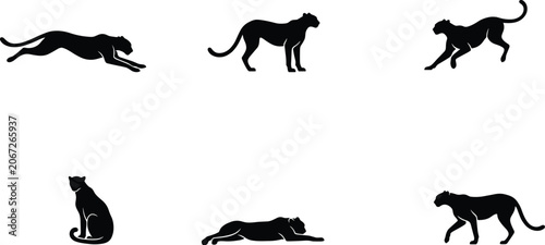 Photography Big Cat Silhouette Collection Featuring Panther Leopard and Wild Feline Poses Is