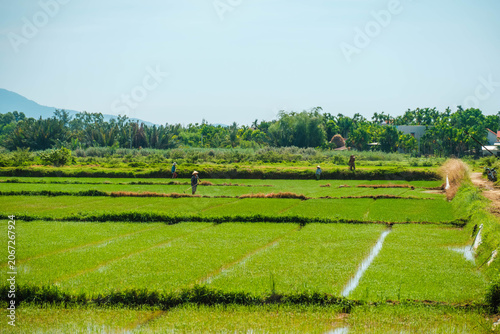 Group of Vietnamese farmers working in flooded green rice paddies
