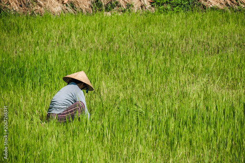 Asian agricultural worker bent down in a vibrant green crop field