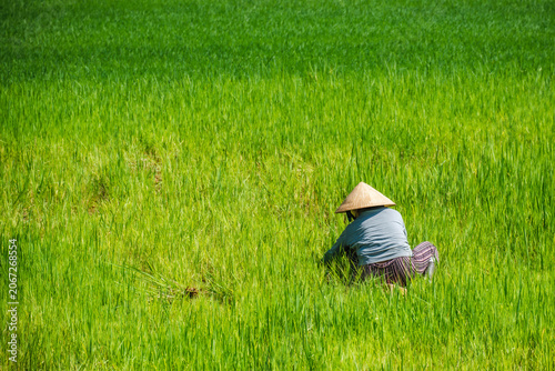 Asian agricultural worker bent down in a vibrant green crop field
