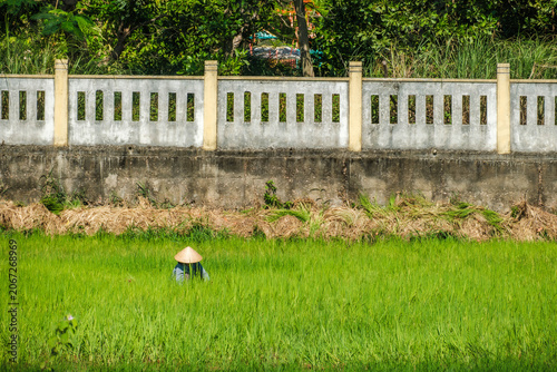 Vietnamese farmer working in a lush green rice paddy field