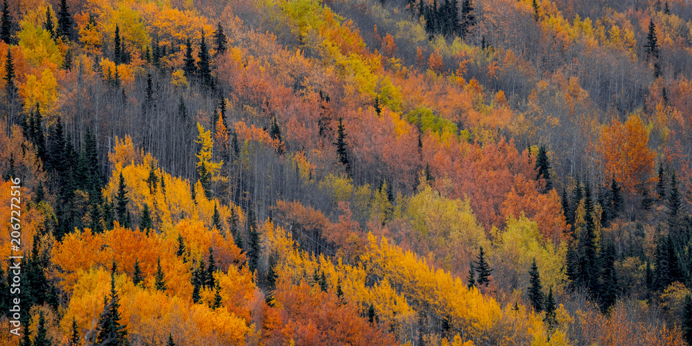 Obraz premium Autumn forest displaying vibrant fall foliage colors