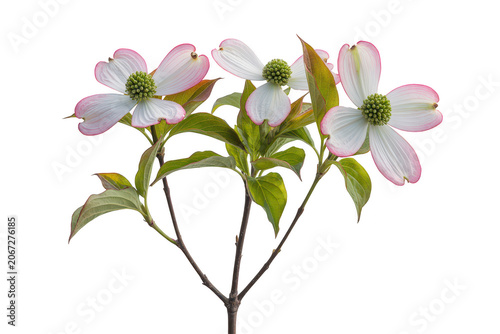 A delicate branch of white dogwood flowers with soft pink-tipped petals and green centers, isolated against a solid black background, for focus