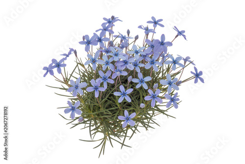 A cluster of small light blue star-shaped flowers with thin green stems and leaves isolated against a solid black background, for botanical study