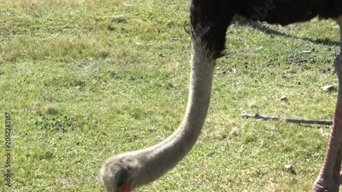Ostrich Foraging on Green Grass Close Up