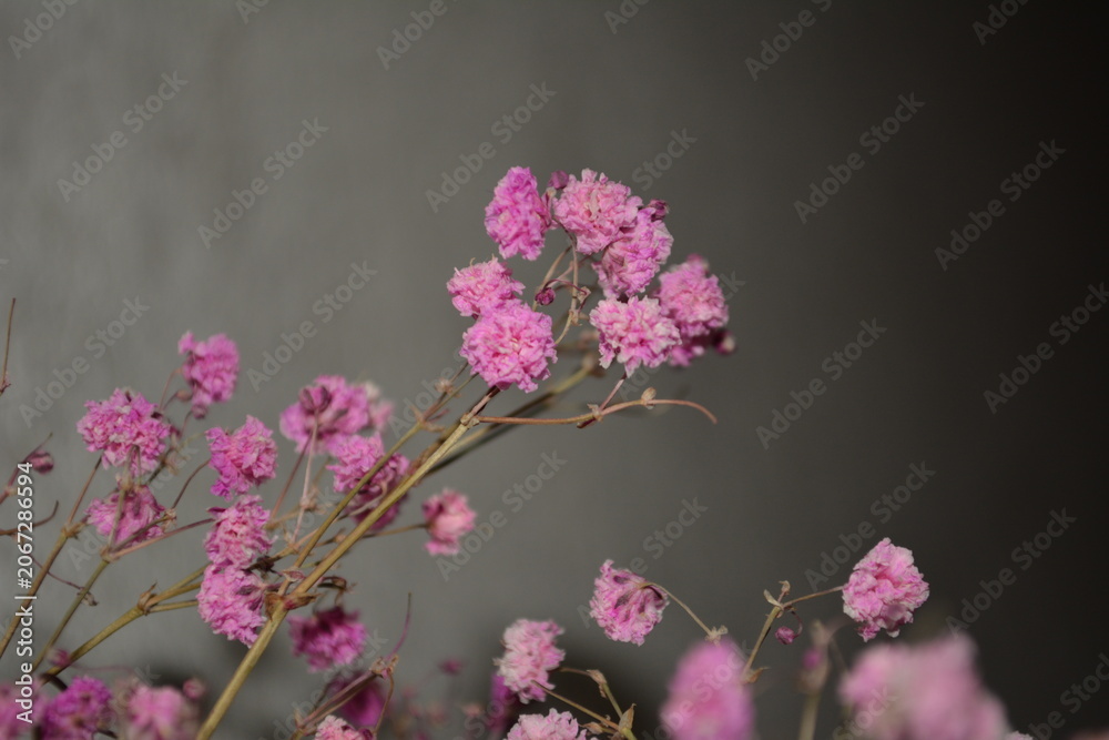 Obraz premium pink flowers in the garden