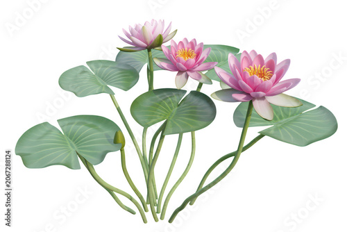 A cluster of three blooming pink water lilies with large green lily pads, isolated against a solid black background, botanical nature