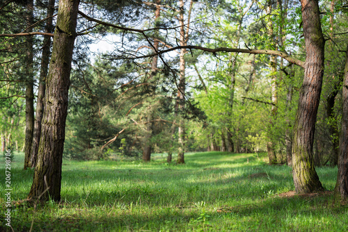 Two trees in a forest clearing, on the right and left edges of the photo. The center is out of focus. Trees in the forest