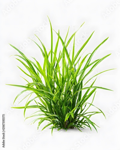 A small clump of fresh green grass isolated on a clean white background.