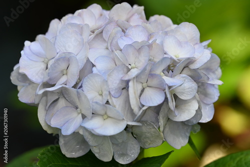 blue hydrangea flower