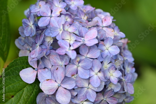 Blue hydrangea flower