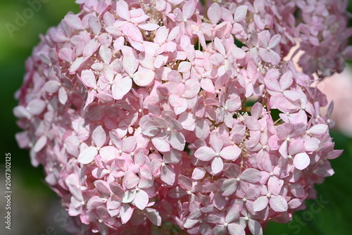 pink hydrangea flower