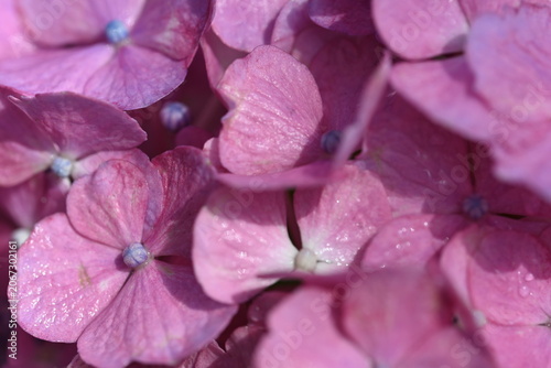 pink hydrangea flower