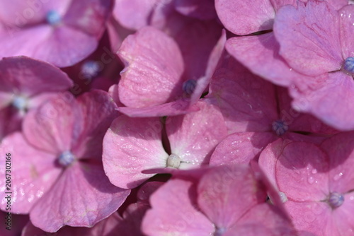 pink hydrangea flower