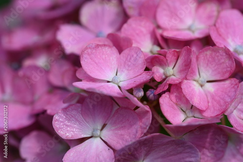 pink hydrangea flower