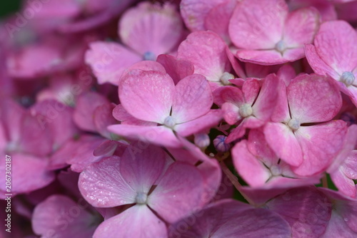 Beautiful Pink Hydrangea Bloom 