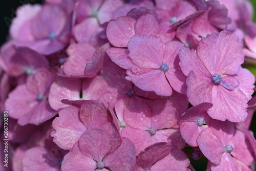 close up of pink hydrangea flower