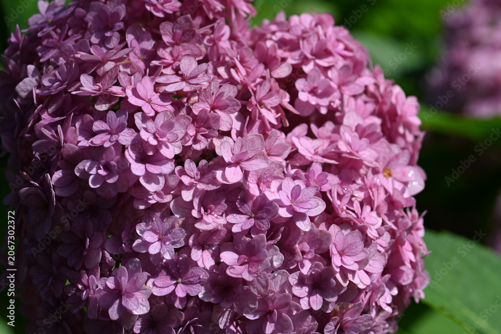 Obraz premium Beautiful Pink Hydrangea Bloom with Lush Green Leaves