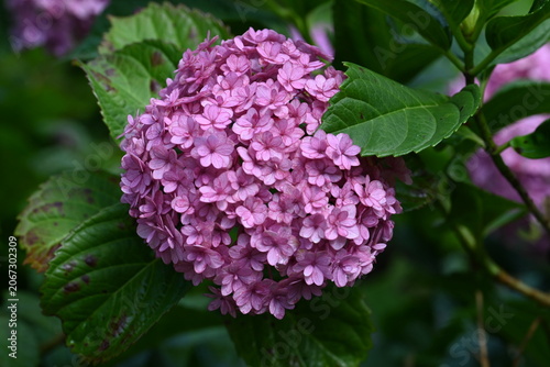 Beautiful Pink Hydrangea Bloom with Lush Green Leaves