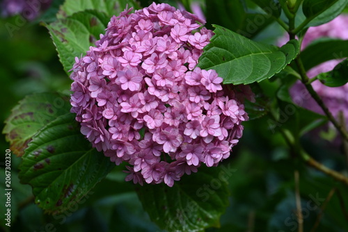Beautiful Pink Hydrangea Bloom with Lush Green Leaves