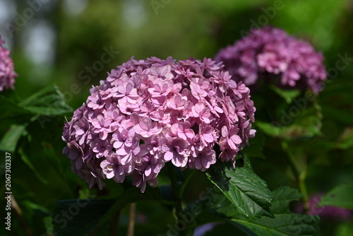 Beautiful Pink Hydrangea Bloom with Lush Green Leaves