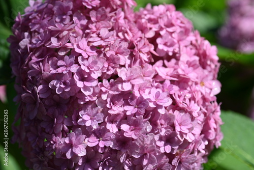 Beautiful Pink Hydrangea Bloom with Lush Green Leaves