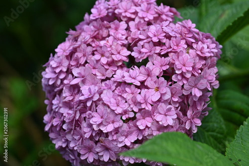 Beautiful Pink Hydrangea Bloom with Lush Green Leaves