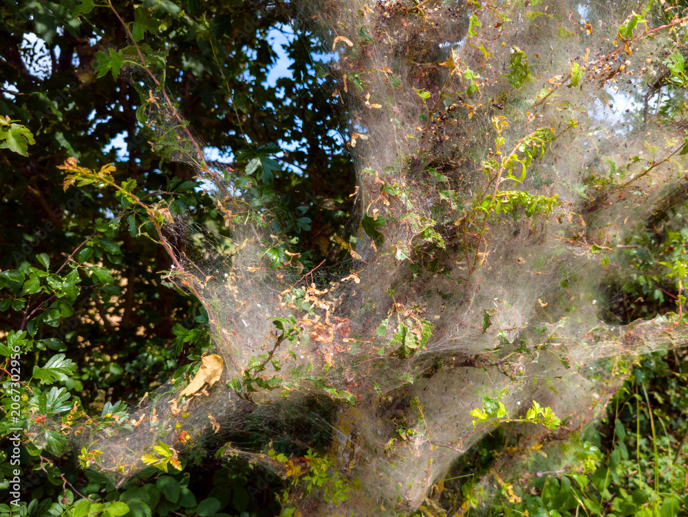 Fototapeta premium Oak Processionary Moth Web Nest in Hawthorn Shrub in a Tree (Germany)