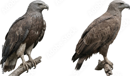 Tableau sur toile Two tawny eagles perched on branches isolated