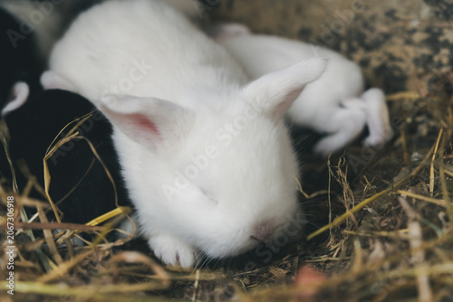 生まれたてのうさぎの赤ちゃん