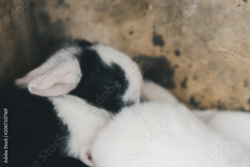 生まれたてのうさぎの赤ちゃん